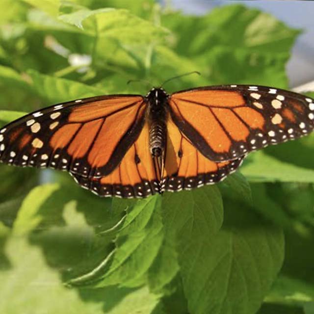 Help Save the Monarch Butterfly